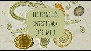 LA PARASITOLOGIE 🦐 EN RÉSUMÉ 3 flagellés intestinaux [upl. by Fuld]