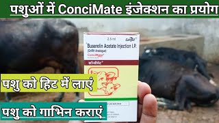 Use Veterinary ConciMate Buserelin Acetate injection  गाय भैंस गाभिन नहीं हो रही है क्या करें [upl. by Mixie]