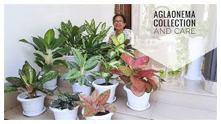 Aglaonema Collection and Plant Care in Malayalam  13 Varieties [upl. by Tobit]