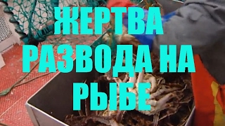 РАБОТА В НОРВЕГИИ МОШЕННИКИ  Обман при трудоустройстве заграницу Норвегия кидалово [upl. by Rutherfurd885]