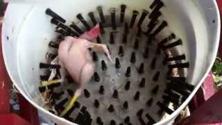 How to pluck a chicken in 14 seconds  Homemade Whizbang Chicken Plucker [upl. by Sellig662]