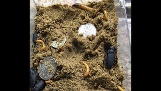 Why Coins Sink Metal Detecting [upl. by Airtina]