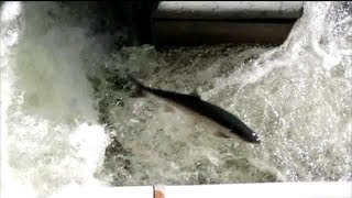 Slomo salmon at Ballard Locks [upl. by Nirtak]