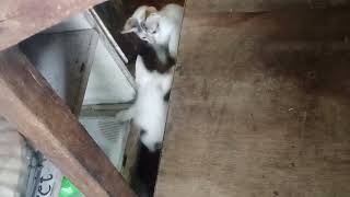 stray cats two kittens died  only one remained skinny [upl. by Yelehsa]