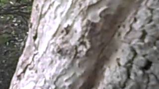 Dogwood with bark sloughing off and hole in trunk Part1 [upl. by Etac]