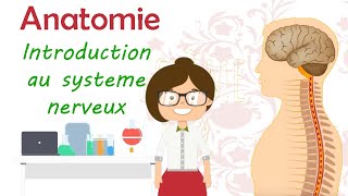 Anatomie  introduction au système nerveux [upl. by Norrag438]