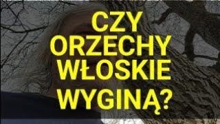 Czy wyginą orzechy włoskie  Nowe zagrożenie ze strony grzyba Geosmithia morbida [upl. by Ydollem]