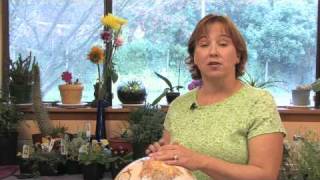 Flower Gardening Tips  How to Grow Nicotiana [upl. by Eidoc284]