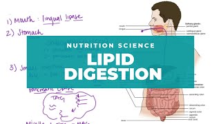 Intro to Lipid Digestion and Absorption [upl. by Lauri]