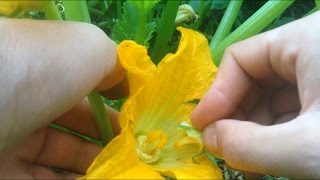 How to hand pollinate pumpkins cucumbers and zucchinis for more produce [upl. by Elisabeth552]