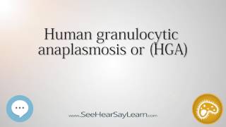 Human granulocytic anaplasmosis or HGA 🔊 [upl. by Eural]