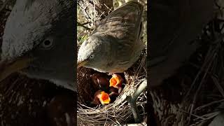 Wild Babbler Birds Expert Caregivers of the Nest shortsviral ytshort [upl. by Cleasta847]