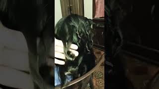 how to do cocoon curls at home bollywood curlyhair curls curlyhairtutorial music [upl. by Amann]