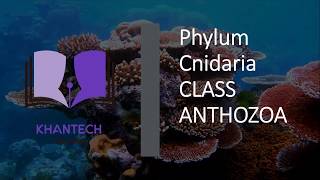 Class Anthozoa  Classification of Phylum Cnidaria [upl. by Anitap]