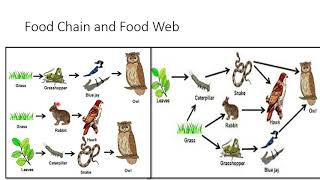 Ecosystem URDU [upl. by Havelock]