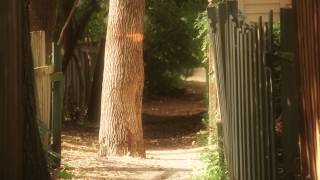 NDG Montreal in Early Fall [upl. by Parrnell]