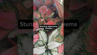 Top Aglaonema Varieties shorts short plants aglaonema reels viral video foryou fyp garden [upl. by Tongue]