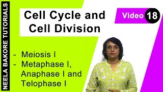 Cell Cycle amp Cell Division  NEET  Meiosis I  Metaphase I Anaphase I and Telophase I  Dr Bakore [upl. by Reis]