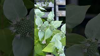 Clustered Mountain Mint Pycnanthemum muticum  Observed in Description [upl. by Giavani]