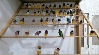 FINCH Life Cycle  BREEDING Duration I INCUBATION Duration [upl. by Masson]