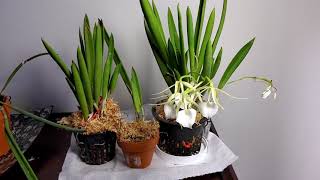 CareCollab video on Brassavola Little Stars [upl. by Enerehs265]