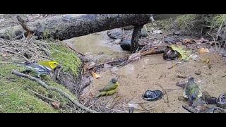 Warblers bathing in the stream migrating through [upl. by Emearg]