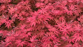 Japanese Maples amp Dwarf Conifers  More Spring Color and Growth [upl. by Nemajneb988]