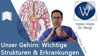 Das Gehirn Aufbau amp Funktion  6 häufige Erkrankungen von Alzheimer über Epilepsie bis Schlaganfall [upl. by Edrea]