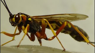 Parasitoid Megarhyssa Develops on Larvae of Horntail Wasps Kyiv Ukraine 19062022 Ovipositor [upl. by Ymerrej]