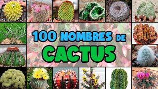 100 tipos de CACTUS y su NOMBRE CIENTÍFICO [upl. by Yclek386]