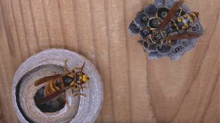 Duel Between Queens Paper Wasp vs Yellow Hornet [upl. by Stout]