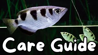 Banded Archerfish Care Guide [upl. by Okiruy743]