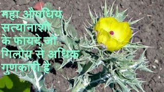 Argemone Mexicana सत्यनाशी पौधे के औषधिय गुण जिन्हे जानकर दंग रह जायगें ALL IN ONE SOLUTIONS IN HIND [upl. by Nahshunn]