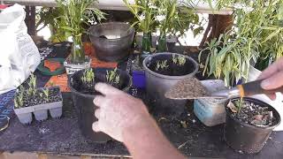 Milkweed Swan plants growing from seed 2024 [upl. by Lajib]