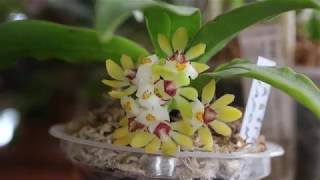 Gastrochilus japonicus Angraecum Lady Lisa x sesquipedale Phalaenopsis tetraspis Silver Steel [upl. by Ahsilaf]