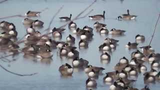 Retour des outardes pour le nord  Bernache du Canada [upl. by Aidaas528]