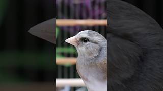 European Goldfinch Mule Singing  Jilguero Mulo  Chardonneret  Hybrid Canary  Carduelis ‎ الحسون [upl. by Nodnab630]