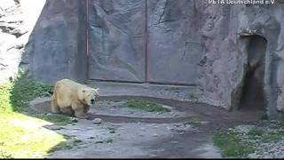 EisbärStereotypie im Zoo Gelsenkirchen  PETA [upl. by Gorrono748]