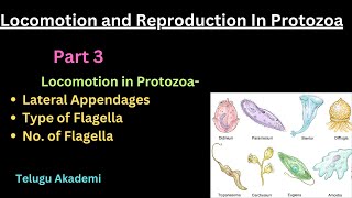 Locomotion and Reproduction Part 3 flagella lateral appendages telangana neet zoology [upl. by Rabassa52]