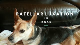 Patellar Luxation in Dogs [upl. by Lihka]