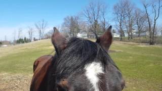 Horse Kisses Me After Getting Apple [upl. by Majka]