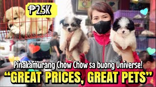 quotGREAT PRICES GREAT PETSquot  Arranque Pet Market  Oct 12 2023 [upl. by Allys664]