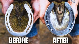 4K Farrier ASMR  Satisfying Horse Hoof Restoration [upl. by Ahsinad]