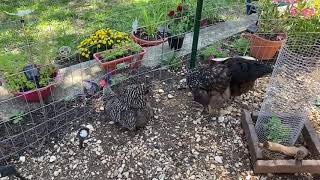 Chicken Breed Observations  Wyandotte [upl. by Richella]