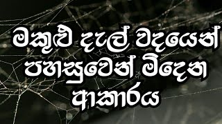 මකුළු දැල් වදයෙන් ක්ෂණිකව මිදෙමු 2021  How to get rid of Spiders at home  FAST [upl. by Norvil]