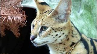 Pet Serval Rescued [upl. by Marc335]