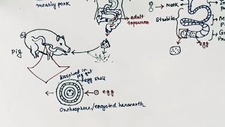 Taenia solium Lifecycle  Tapeworm  Taeniasis  Cysticercosis  English [upl. by Sig]