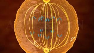 mitosis 3d animation  Phases of mitosis  cell cycle and cell division  mitosis and meiosis [upl. by Aneehs]