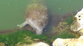 Manatee Grazing Along Bank of Haulover Canal Merritt Island Florida [upl. by Hardden]