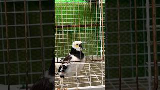 smart blackcollared starling sing find feed blackcollared starlingshortvideo shortsfeed shorts [upl. by Prowel56]